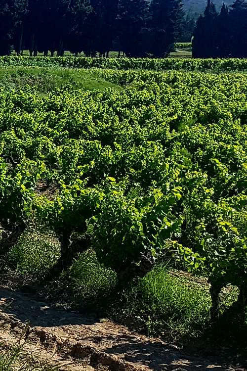 vineyards_in_burgundy