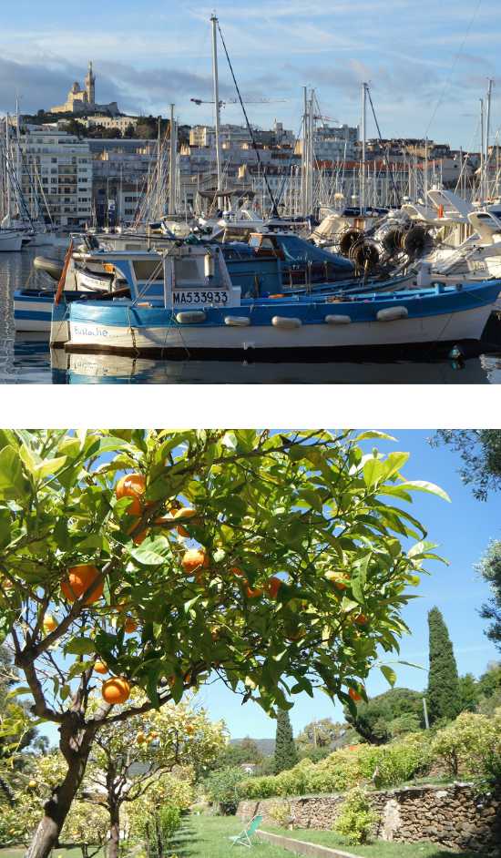 composition_orange-tree_marseille-port