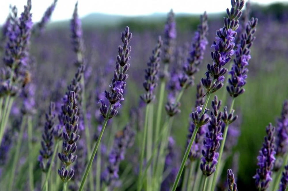 lavender-flowers_provence_france